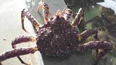 Wholesale Russian king crab