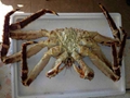 Wholesale Russian king crab 2