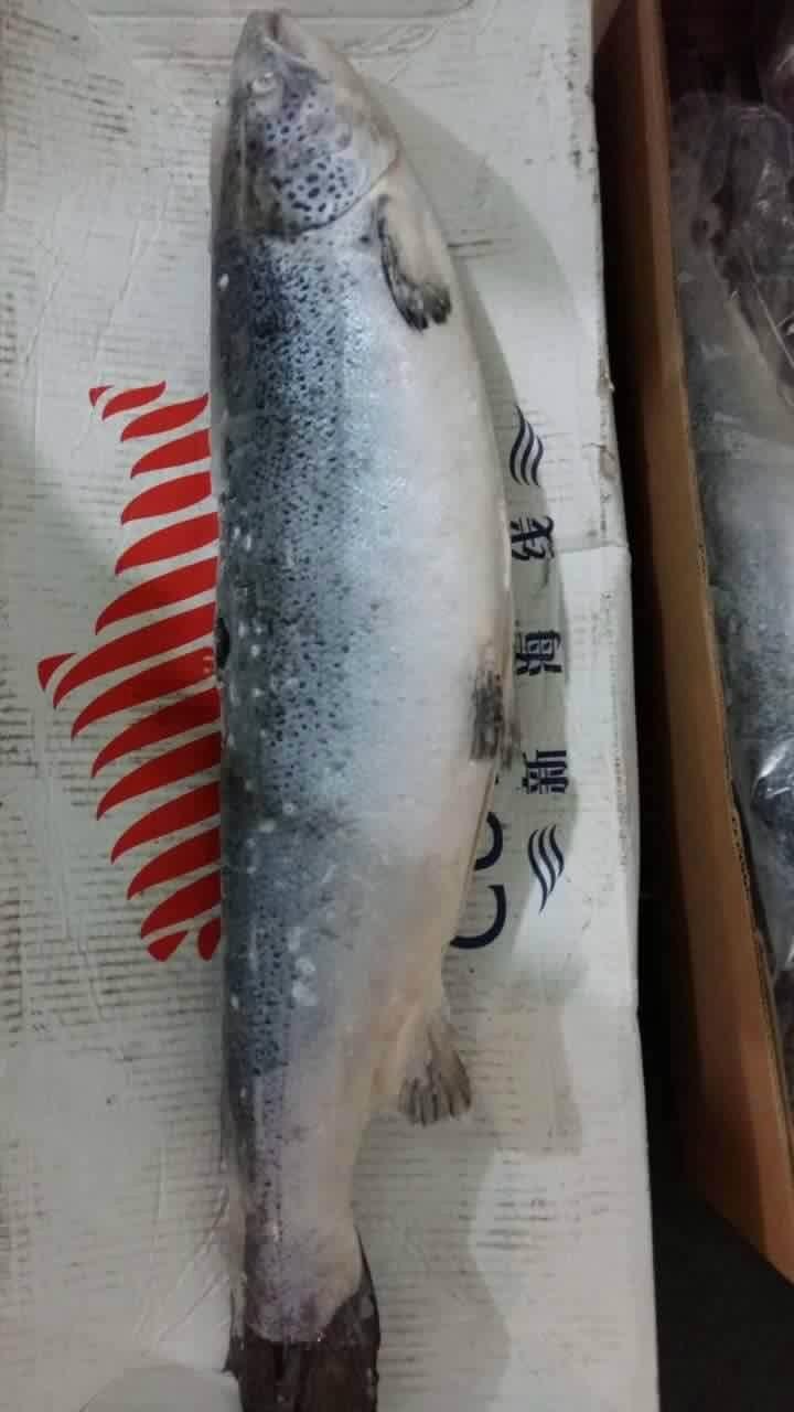 Chile wholesale Frozen Salmon