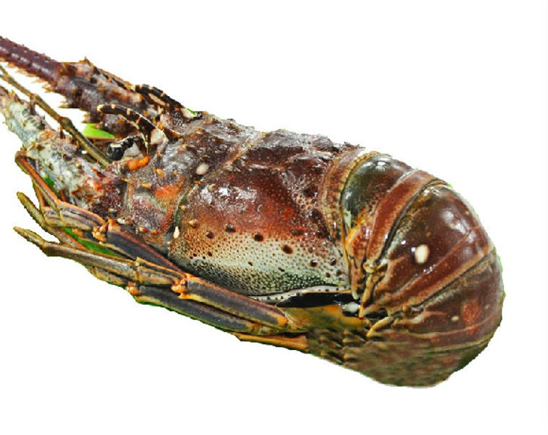 Frozen Cuban lobster imports - 10公斤一箱 (China Trading Company) - Aquatic ...