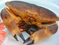 Supply fresh gold crab in Alaska full of