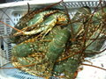 Is close to the fresh seafood Morocco wild pure natural lobster 2