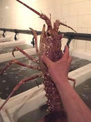 Supply rose lobster / West Africa deep seafood