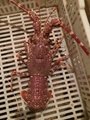 Supply rose lobster / West Africa deep seafood 2