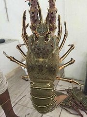 Wild sea dragon live shrimp oil supply