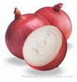 Fresh Onions