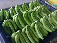 Best price Fresh Cavendish Banana