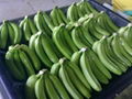 FRESH CAVENDISH BANANA FOR SELL