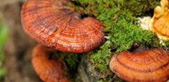 Ganoderma Lucidum Polyporum lucidus