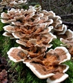 Dried TURKEY TAIL MUSHROOM 2