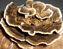 Dried TURKEY TAIL MUSHROOM