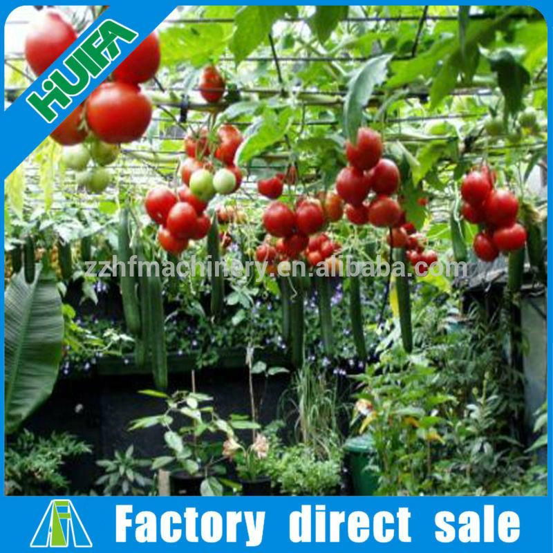 High Popular Vegetable Tunnel Agricultural Greenhouse 3