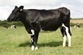Holstein Milking Dairy Cow For sale 2