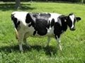 Holstein Milking Dairy Cow For sale 1