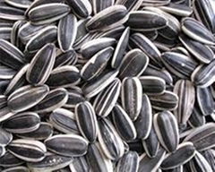 High quality sunflower seeds for sale