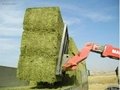alfalfa hay