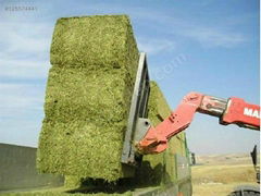 alfalfa hay