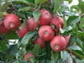 red apple