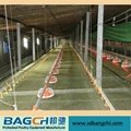 Hot Sale Automatic Poultry Farm Equipment for Chicken/Broiler 3