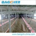 Hot Sale Automatic Poultry Farm Equipment for Chicken/Broiler 4