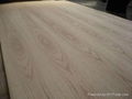 Cheap price high quality American red oak veneered plywood