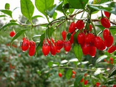 Certified organic goji / Low pesticide