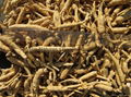 Certified Organic Panax Ginseng Root