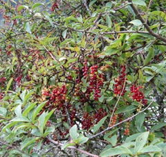 Certified Organic Schisandra chinensis