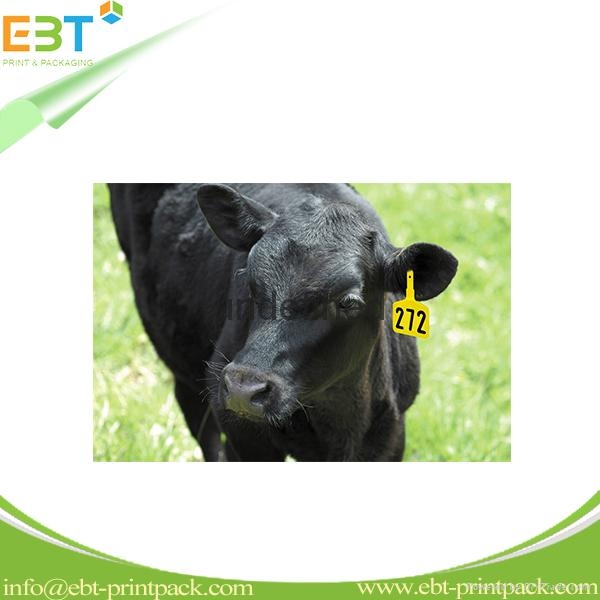 LF 125khz 134.2khz / HF 13.56mhz / UHF 860-960mhz Animal RFID Ear Tag for Cow Ca 3