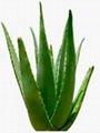 Aloe Vera 1