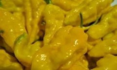 yellow chili pepper