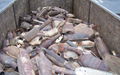 CATALYTIC CONVERTER SCRAP