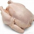 Quality Halal Whole Frozen Chicken 2