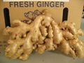 Fresh GInger 2