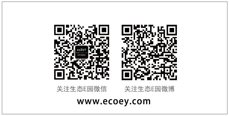 ecoey供應招財貓微型盆栽  5