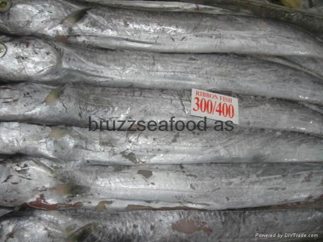 BUY KING RIBBON FISH 3