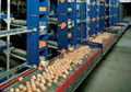 Automatic Egg Collecting Equipment 1