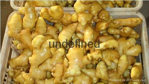 Chinese Hot Sales Fresh Ginger From China Shandong 2