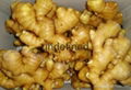 Chinese Hot Sales Fresh Ginger From China Shandong