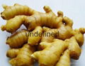 Chinese Hot Sales Fresh Ginger From China Shandong 3