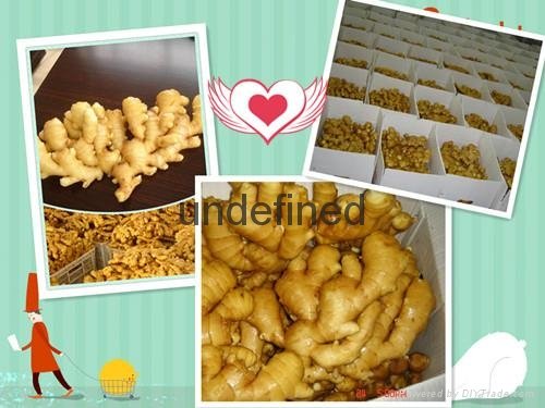 Chinese Hot Sales Fresh Ginger From China Shandong 4