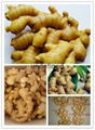 Chinese Hot Sales Fresh Ginger From China Shandong 5