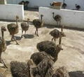 Fertile Ostrich Eggs and Chicks for sale