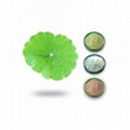 Centella Asiatica Extract