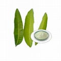 Mango Leaf Extract 1