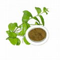 Gymnema Extract 1