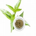 Common Andrographis extract 1