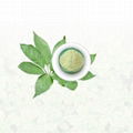 Notoginseng Leaf Extract 1