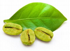 Green Coffee Bean Extract