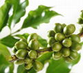 Green Coffee Bean Extract 2